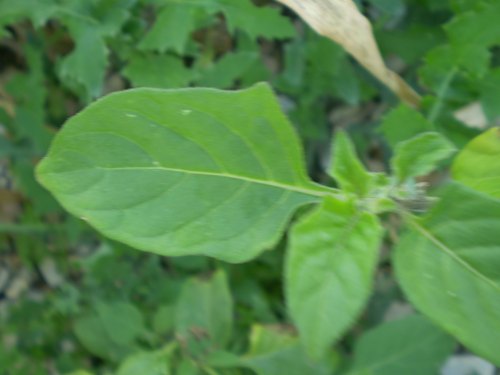 Solanum luteum