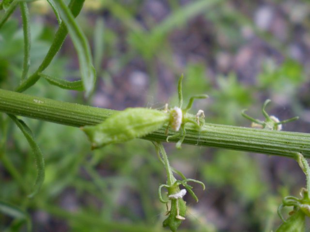 spighe gialle - Reseda lutea