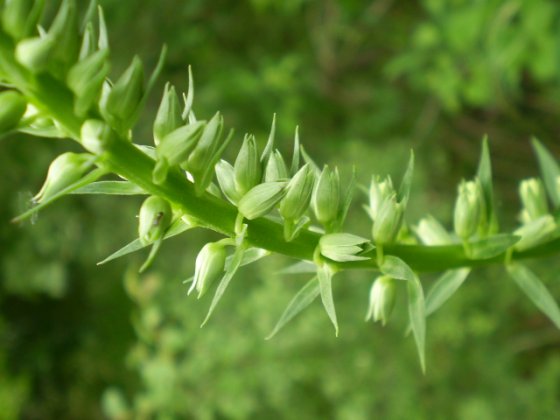 Spiga da determinare - Digitalis sp.