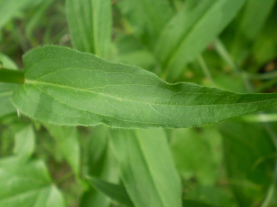 Spiga da determinare - Digitalis sp.