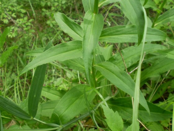 Spiga da determinare - Digitalis sp.