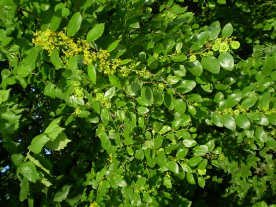 Paliurus spina-christi / Marruca