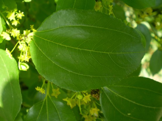 Paliurus spina-christi / Marruca