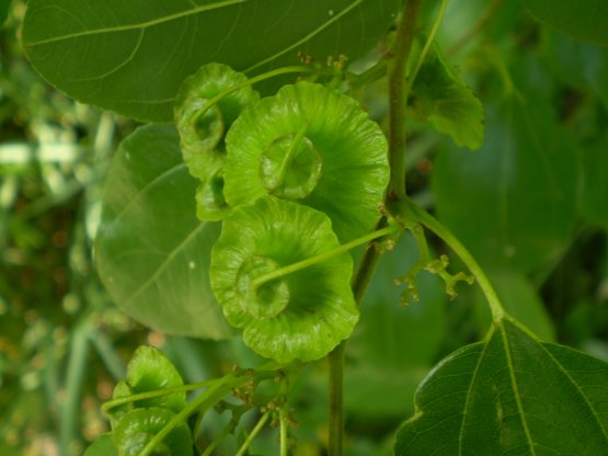 Paliurus spina-christi / Marruca