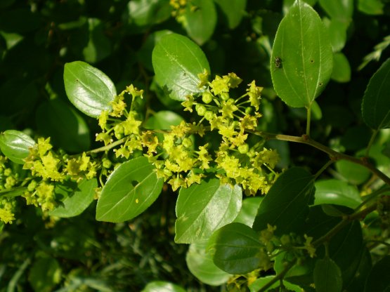 Paliurus spina-christi / Marruca