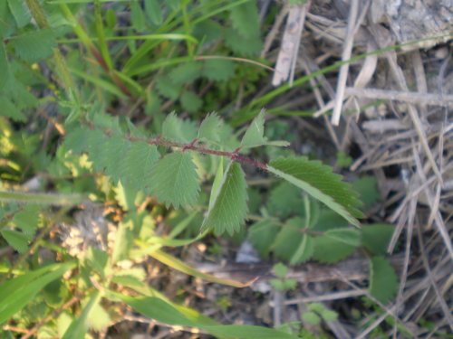 Sanguisorba cfr. minor