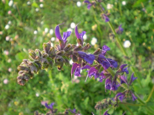 Salvia pratensis?