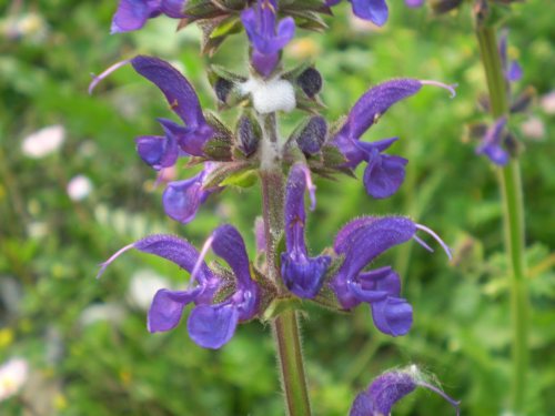 Salvia pratensis?