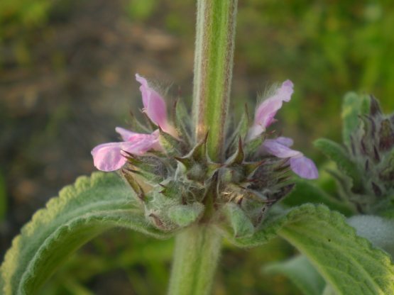 Stachys germanica?