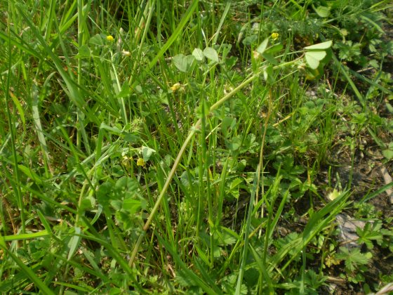 Medicago arabica / Erba medica araba