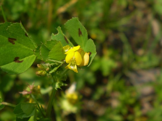 Medicago arabica / Erba medica araba