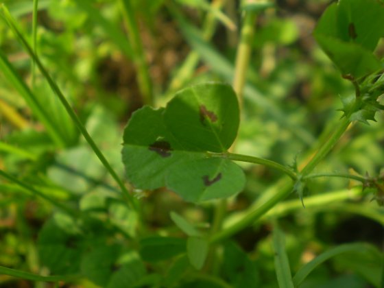 Medicago arabica / Erba medica araba