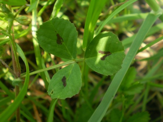 Medicago arabica / Erba medica araba