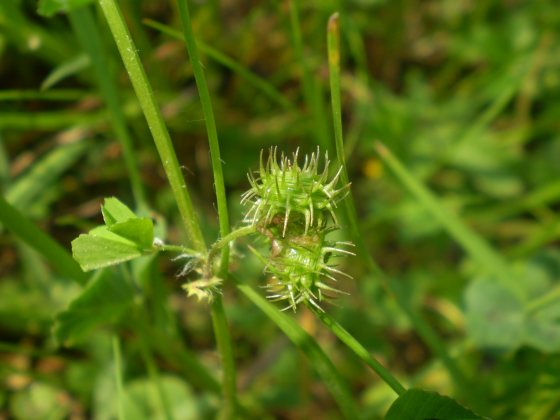 Medicago arabica / Erba medica araba