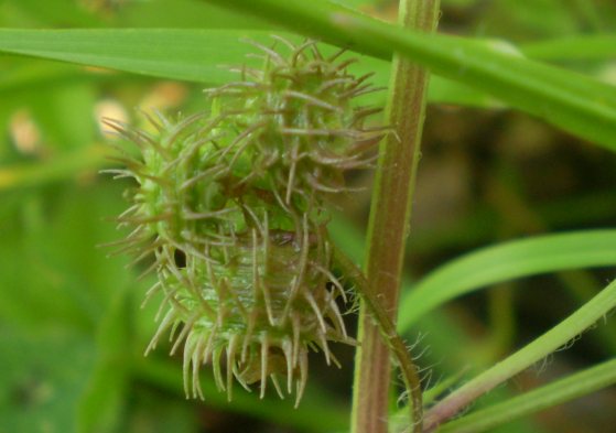 Medicago arabica / Erba medica araba