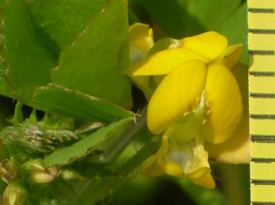 Medicago arabica / Erba medica araba
