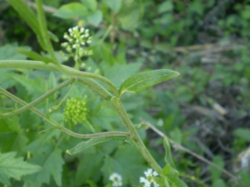 Thlaspi arvense