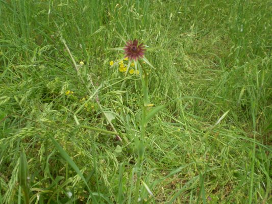 Tragopogon porrifolius
