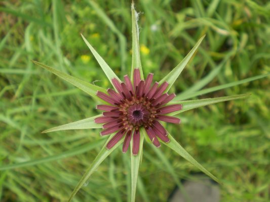 Tragopogon porrifolius