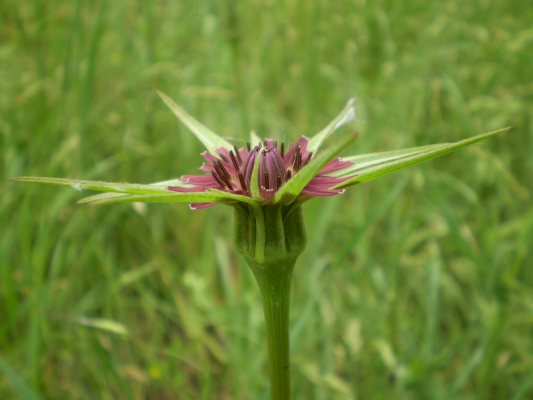 Tragopogon porrifolius