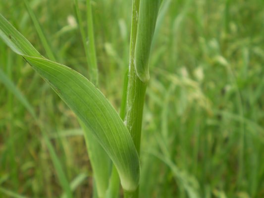 Tragopogon porrifolius