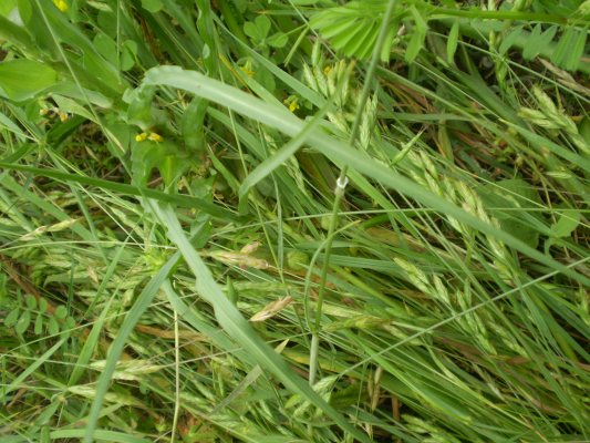 Tragopogon porrifolius