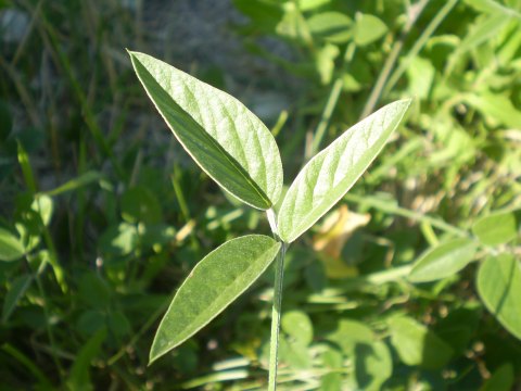 Bituminaria bituminosa / Trifoglio bituminoso
