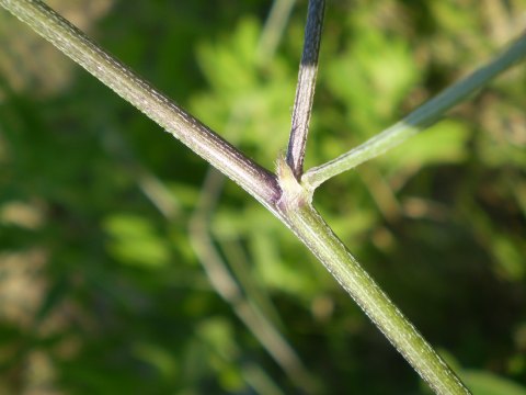 Bituminaria bituminosa / Trifoglio bituminoso