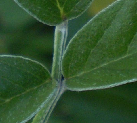 Bituminaria bituminosa / Trifoglio bituminoso