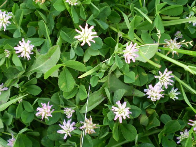 Trifolium resupinatum L.