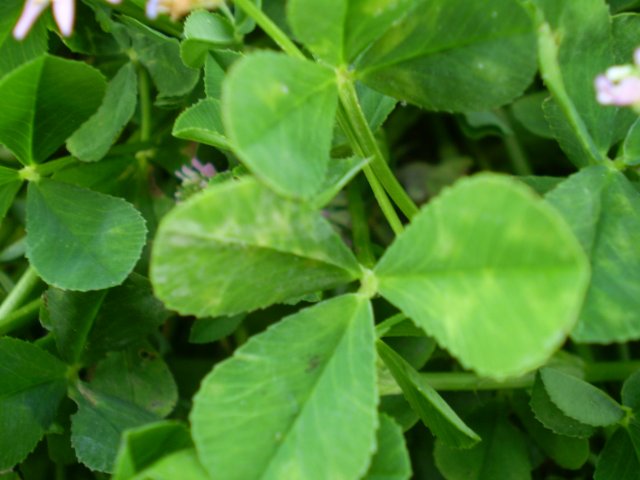Trifolium resupinatum L.