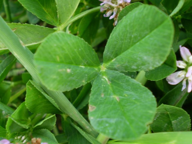 Trifolium resupinatum L.