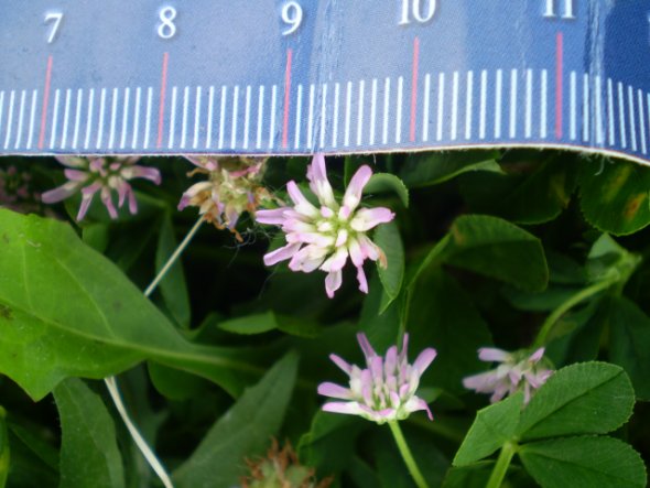Trifolium resupinatum L.