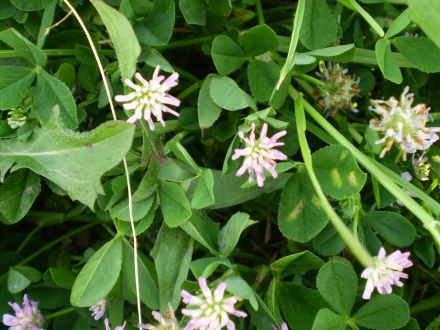 Trifolium resupinatum L.