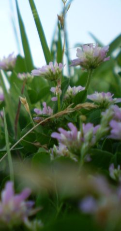 Trifolium resupinatum L.