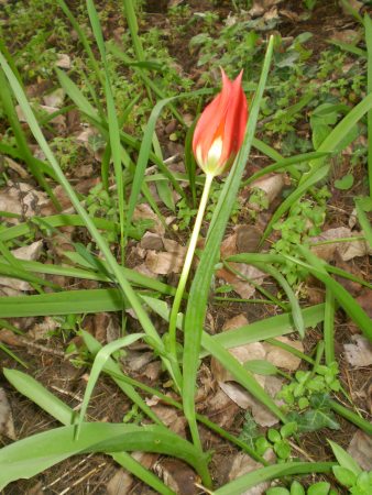 Tulipa agenensis