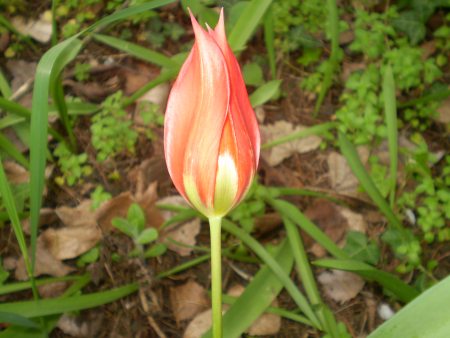 Tulipa agenensis