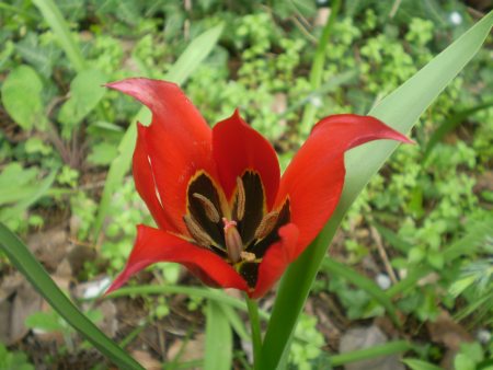 Tulipa agenensis