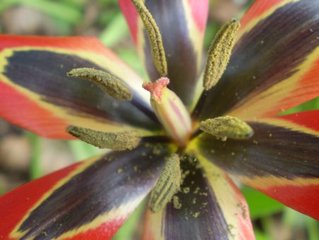 Tulipa agenensis