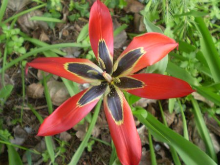 Tulipa agenensis