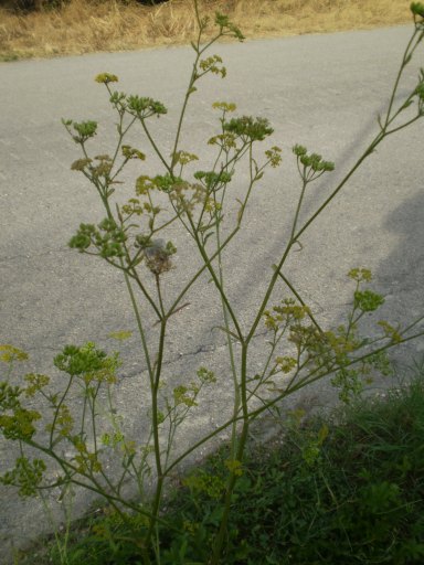 Pastinaca ?