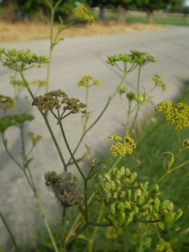 Pastinaca ?