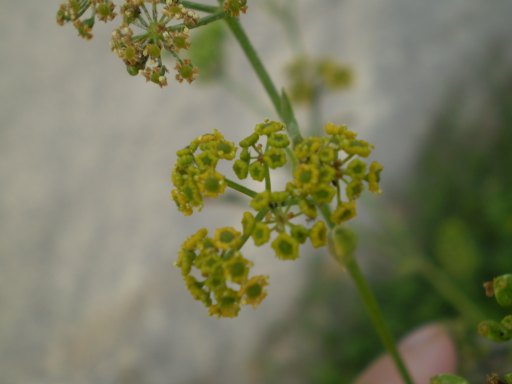 Pastinaca ?