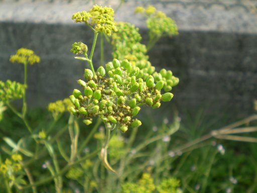 Pastinaca ?