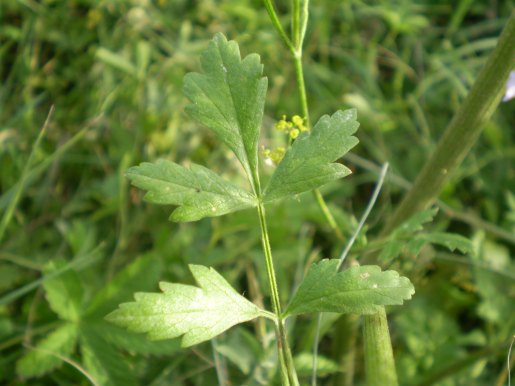 Pastinaca ?