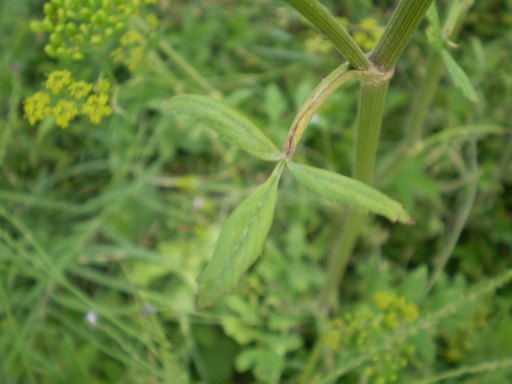 Pastinaca ?