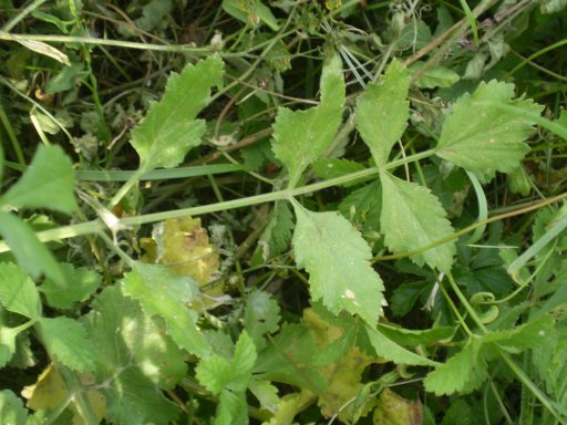Pastinaca ?