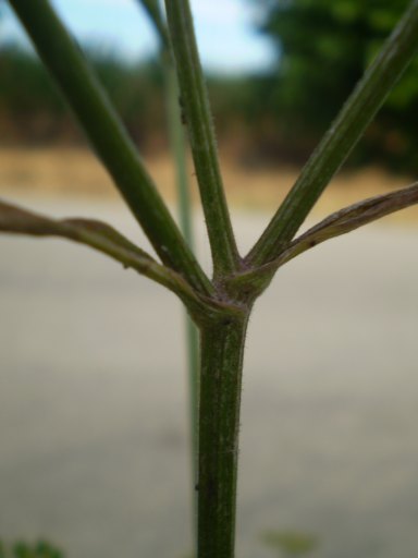 Pastinaca ?