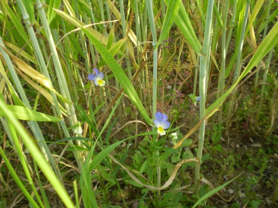 Viola tricolor