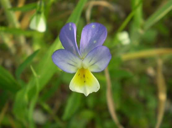 Viola tricolor